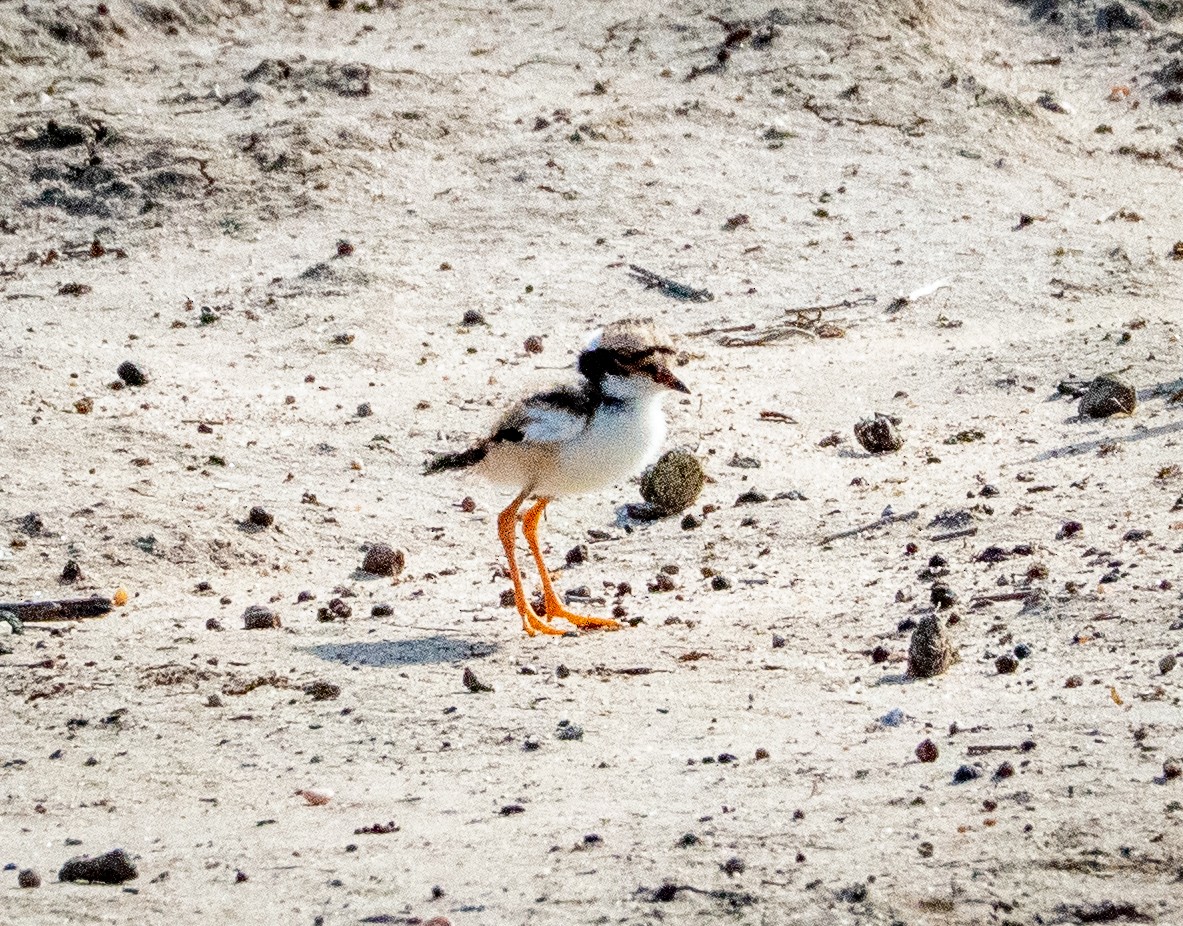 Black-fronted Dotterel - ML642739789