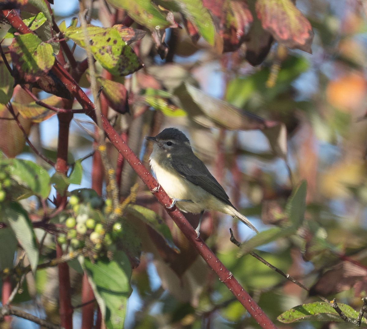 Warbling Vireo - ML642739791