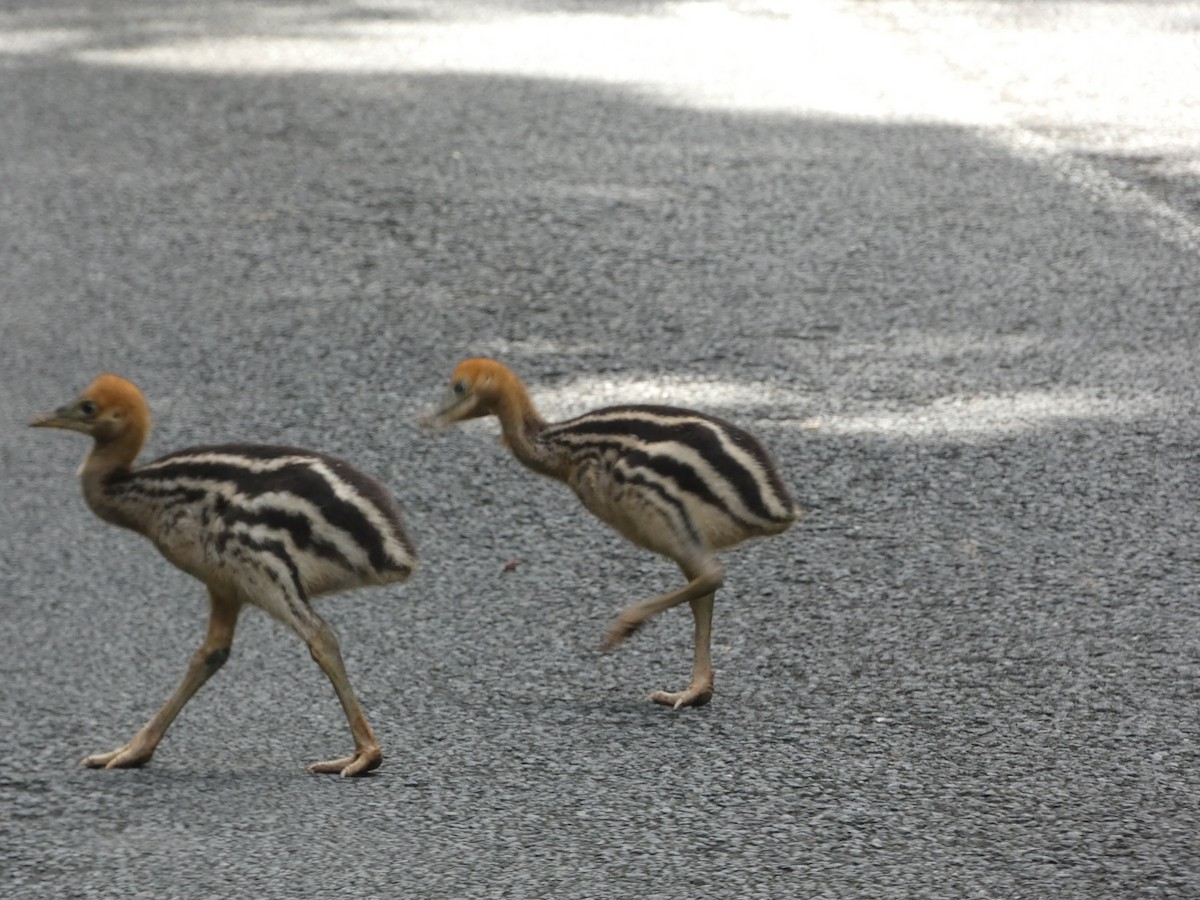 Southern Cassowary - ML642739817