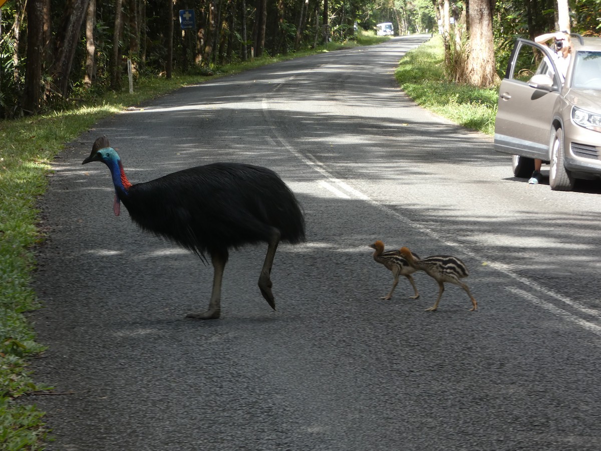 Southern Cassowary - ML642739818