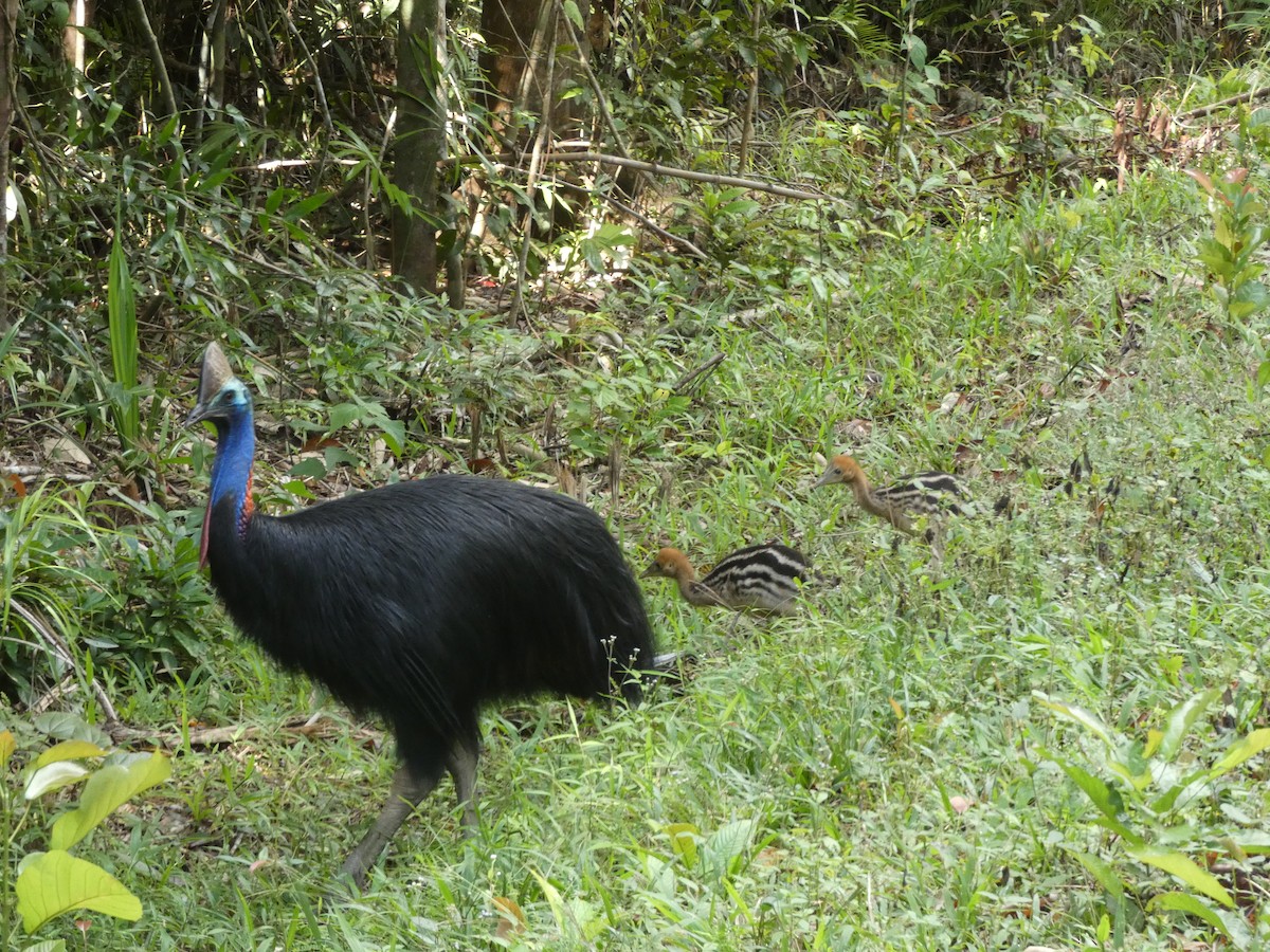 Southern Cassowary - ML642739819