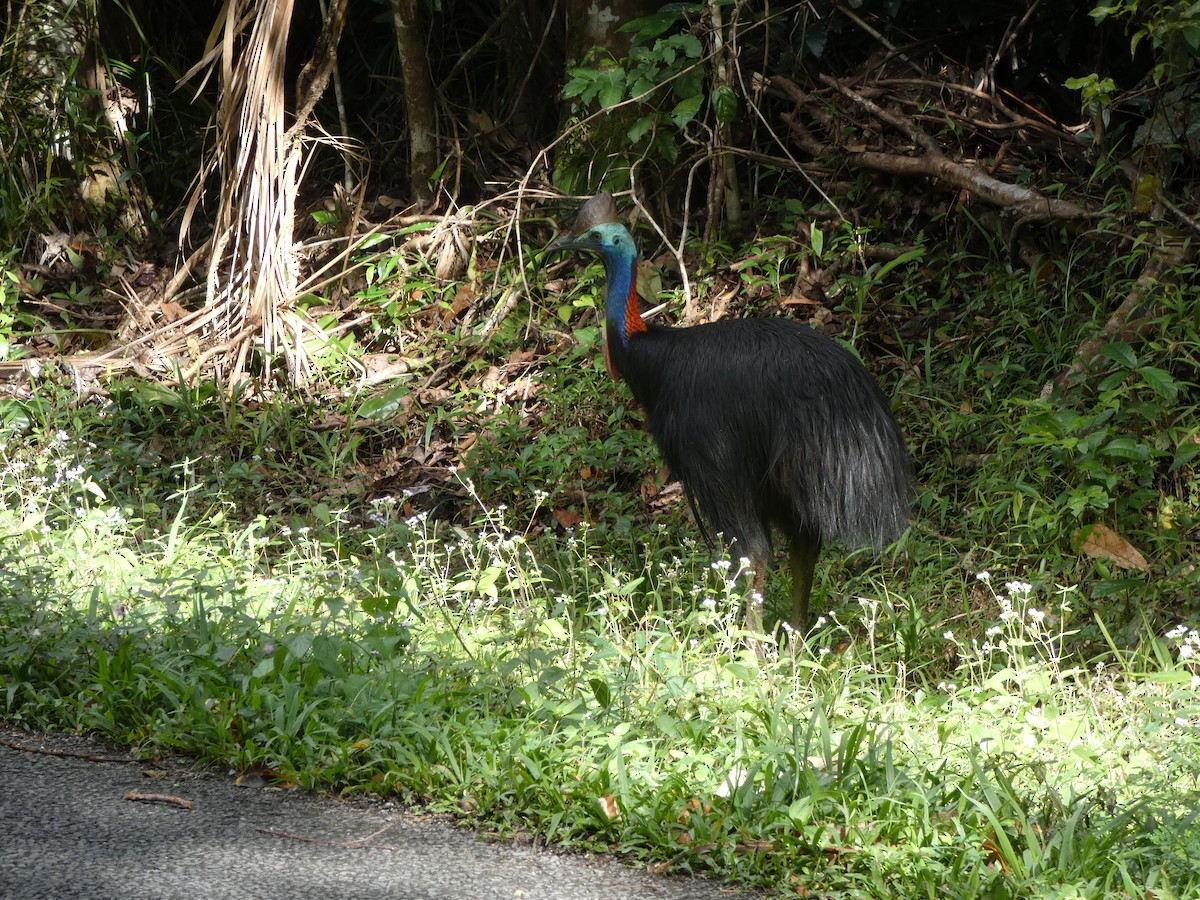 Southern Cassowary - ML642739820