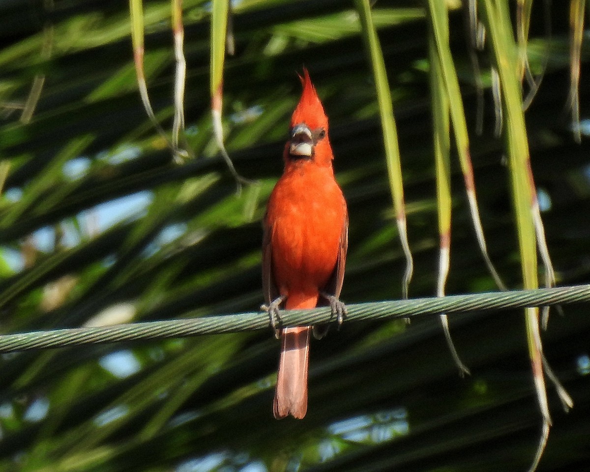 Vermilion Cardinal - ML642739822