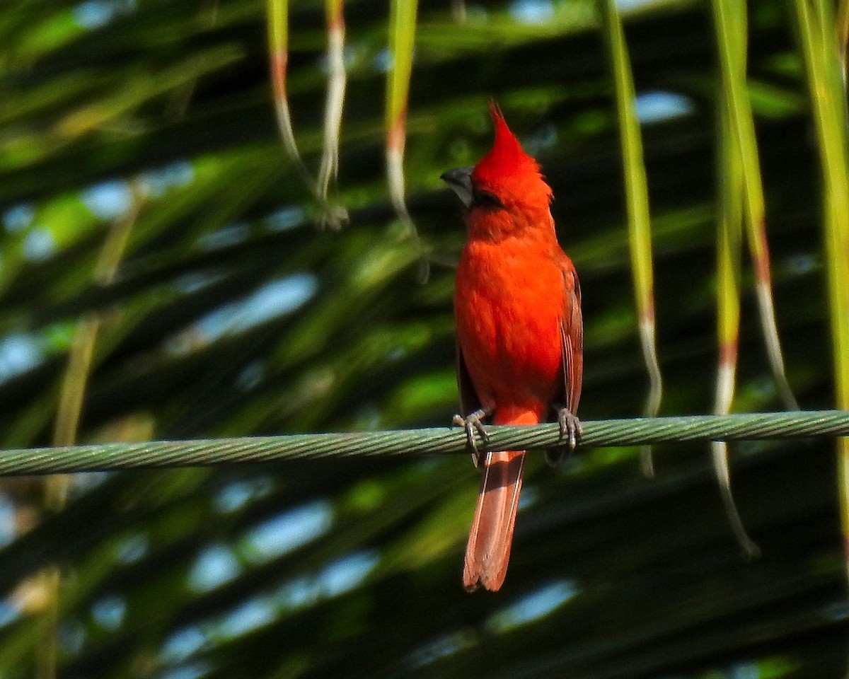 Vermilion Cardinal - ML642739823