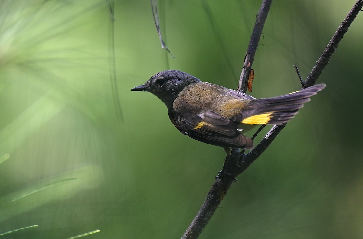 American Redstart - ML642739840