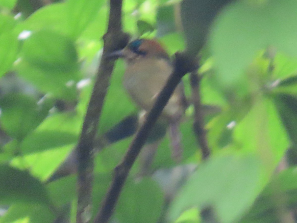 Tody Motmot - ML642739844