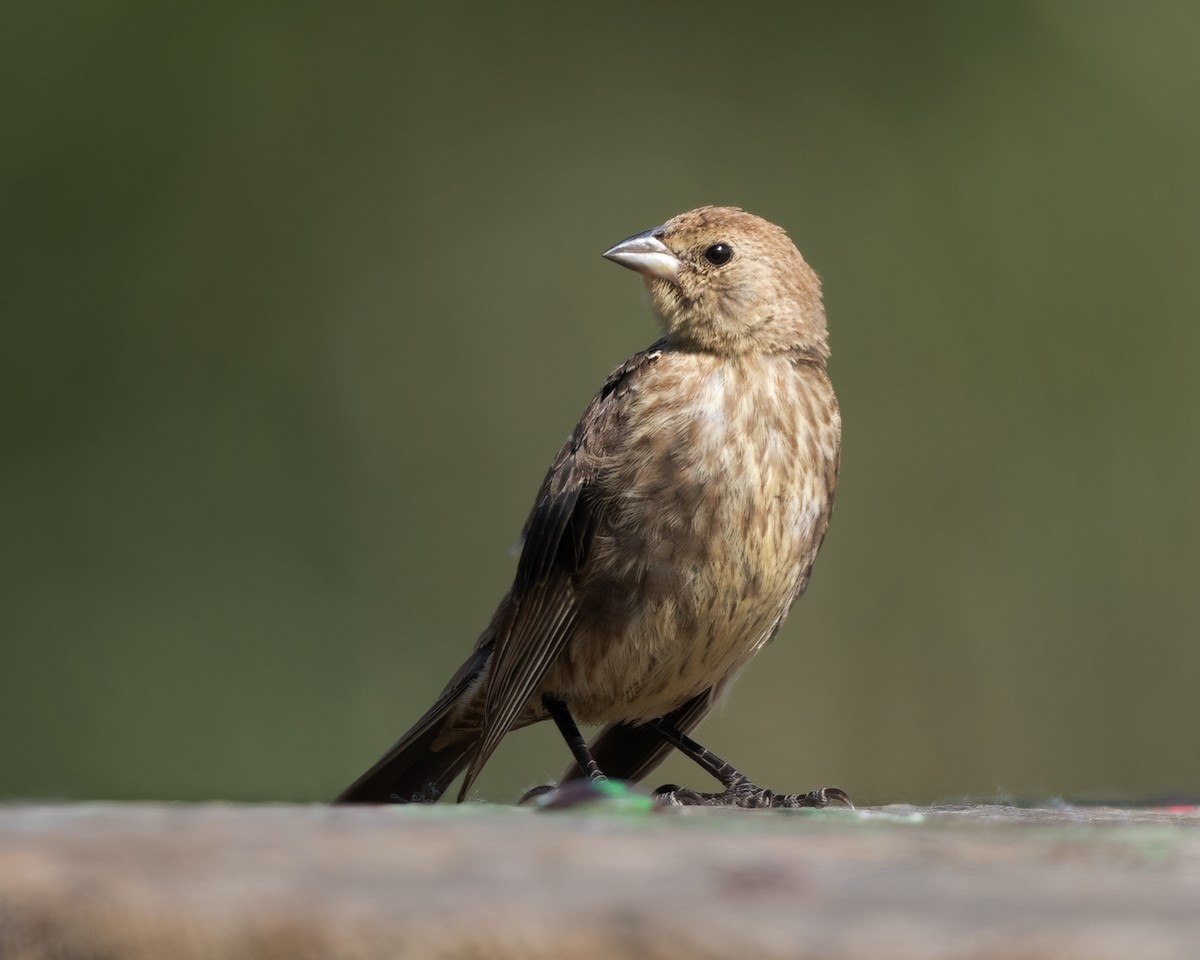 Brown-headed Cowbird - ML642739862