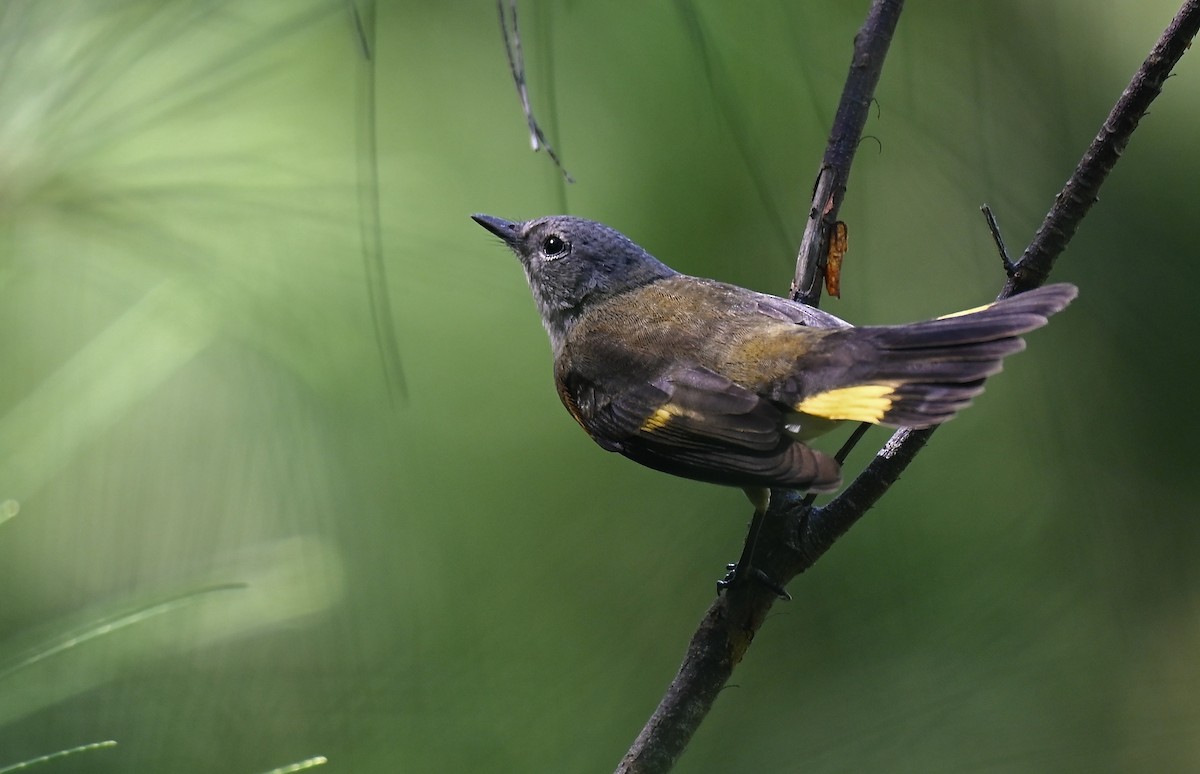 American Redstart - ML642739875