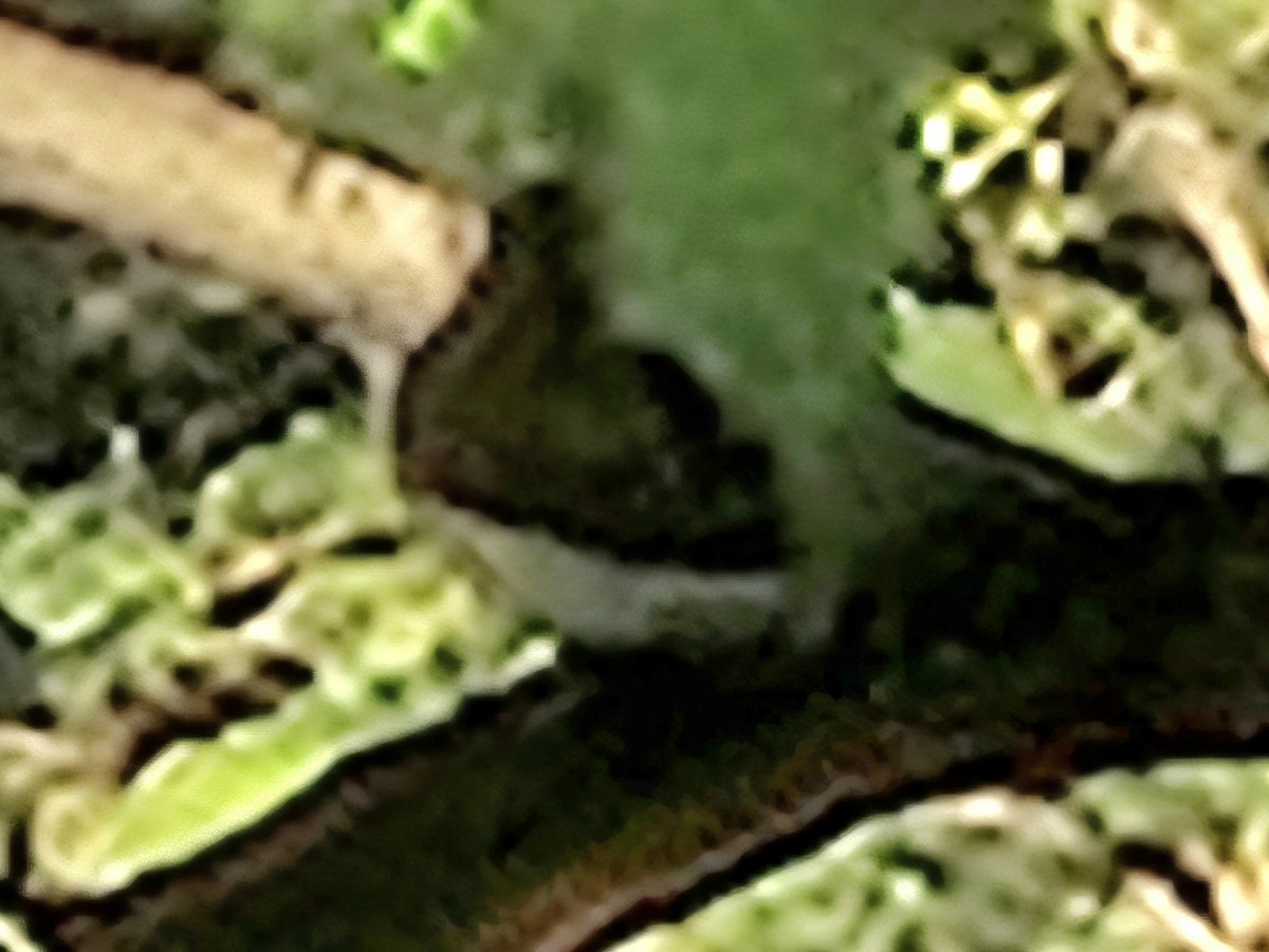 American Redstart - ML642739878