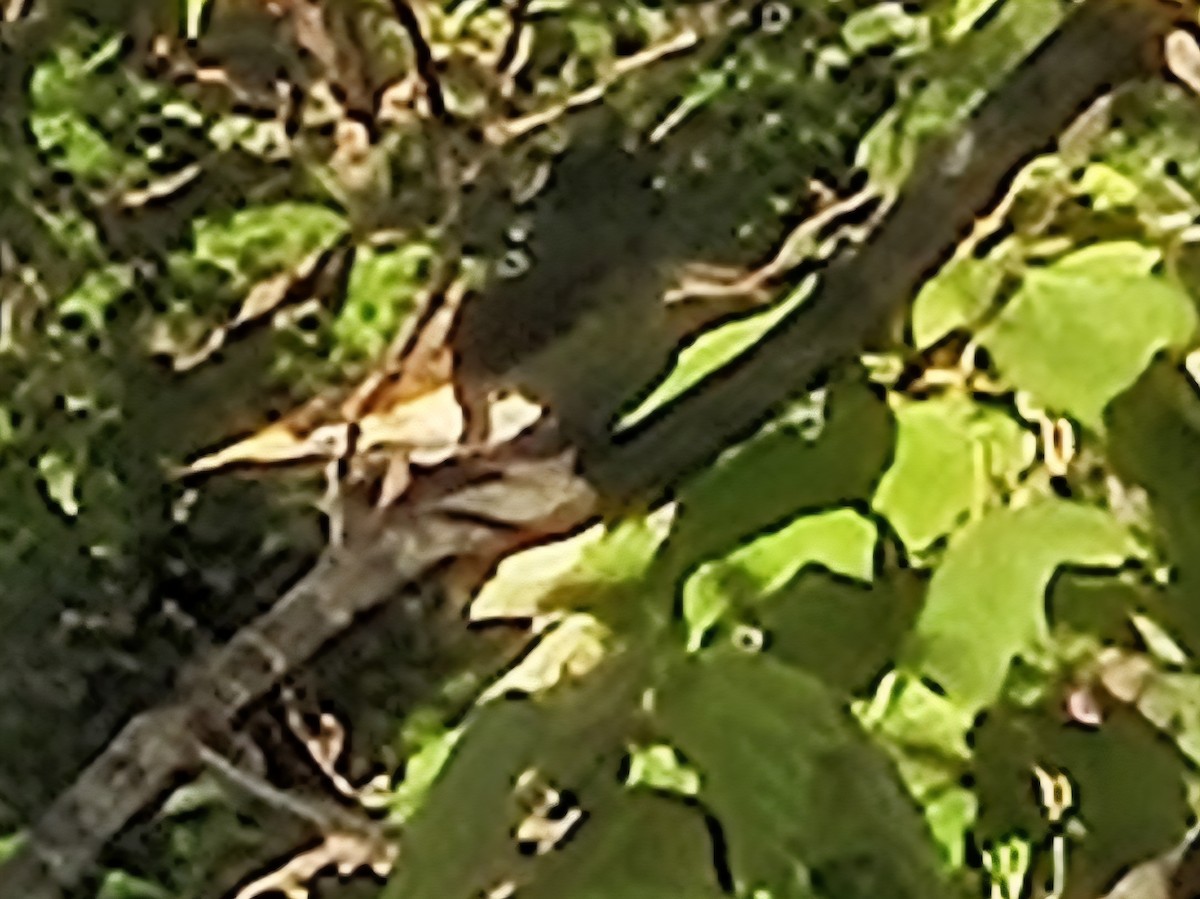American Redstart - ML642739879