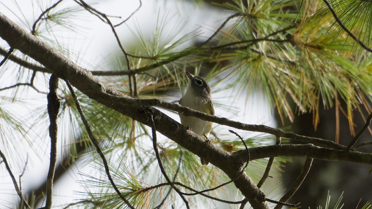 eremittvireo - ML642739893