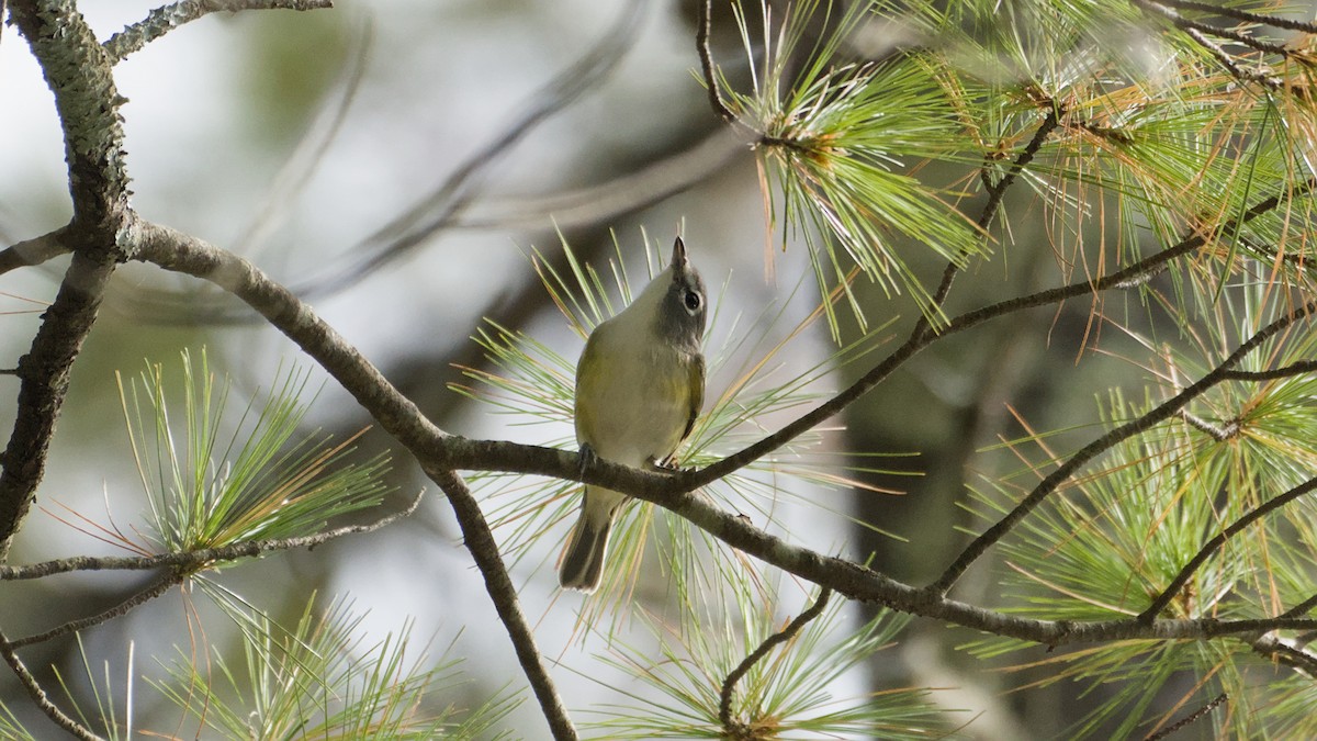 eremittvireo - ML642739894