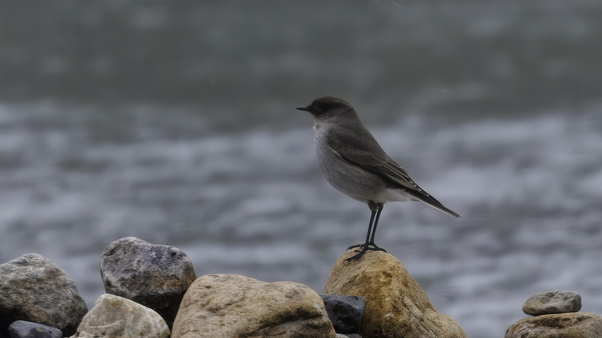 Dormilona Carinegra - ML642739902