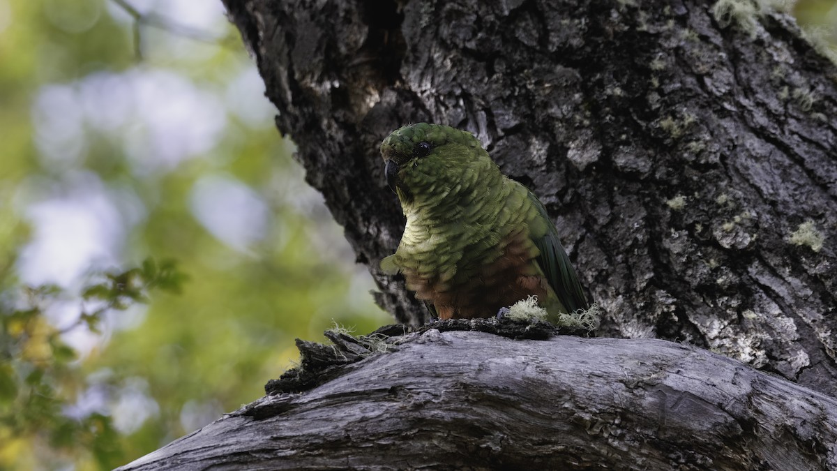Austral Parakeet - ML642739911