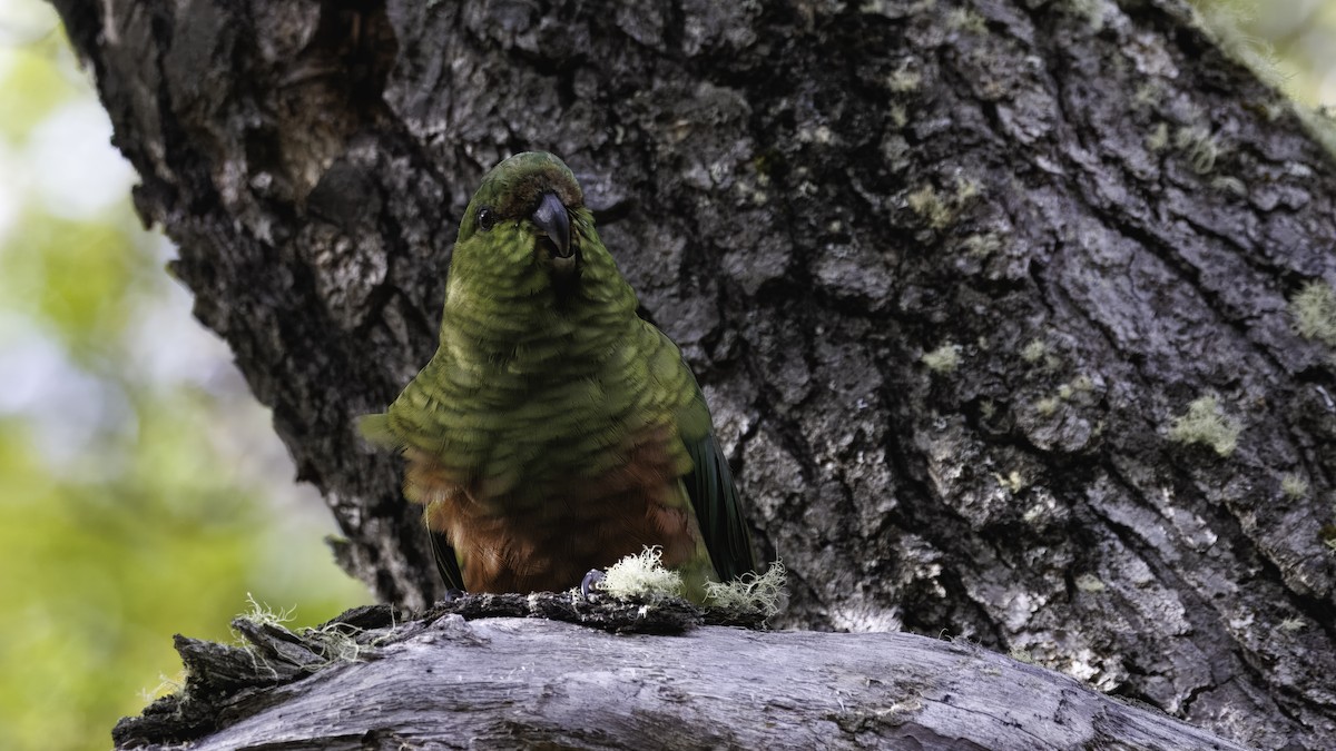 Austral Parakeet - ML642739912