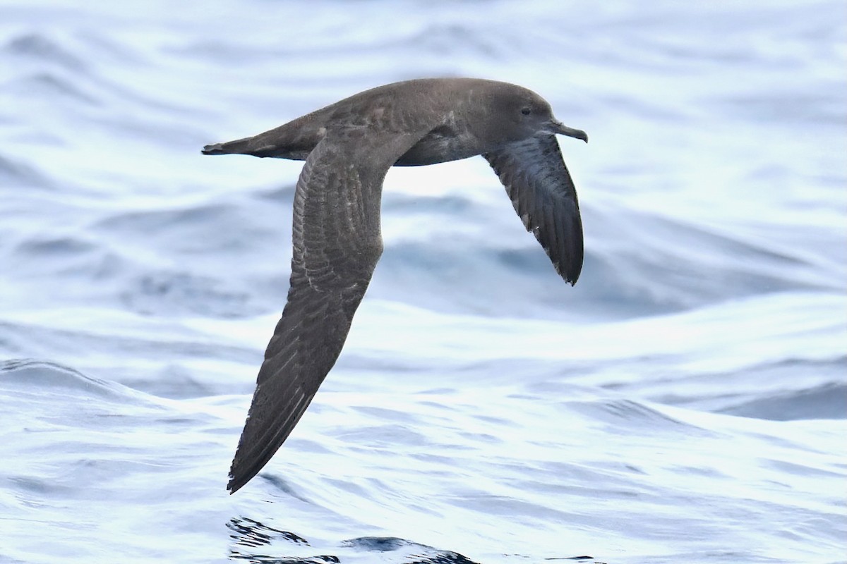 Sooty Shearwater - ML642739977