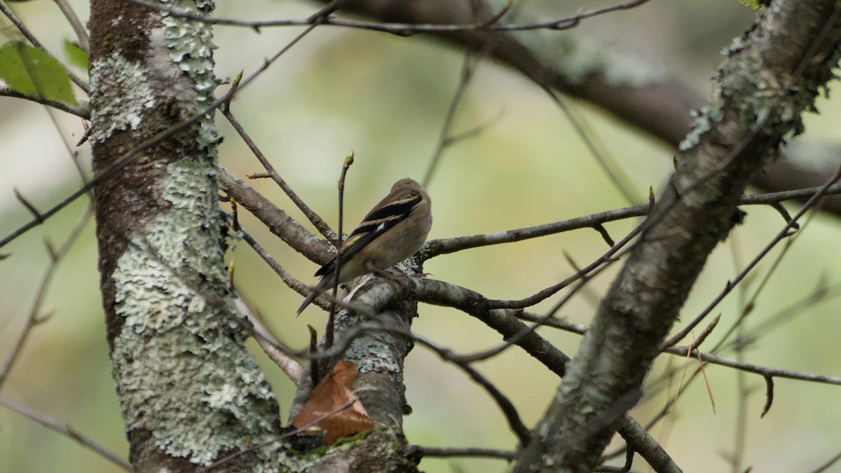 gulstillits - ML642740001