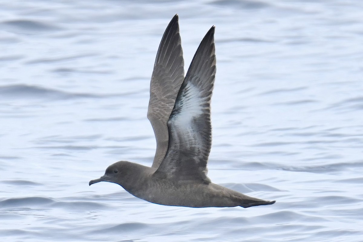 Sooty Shearwater - ML642740002
