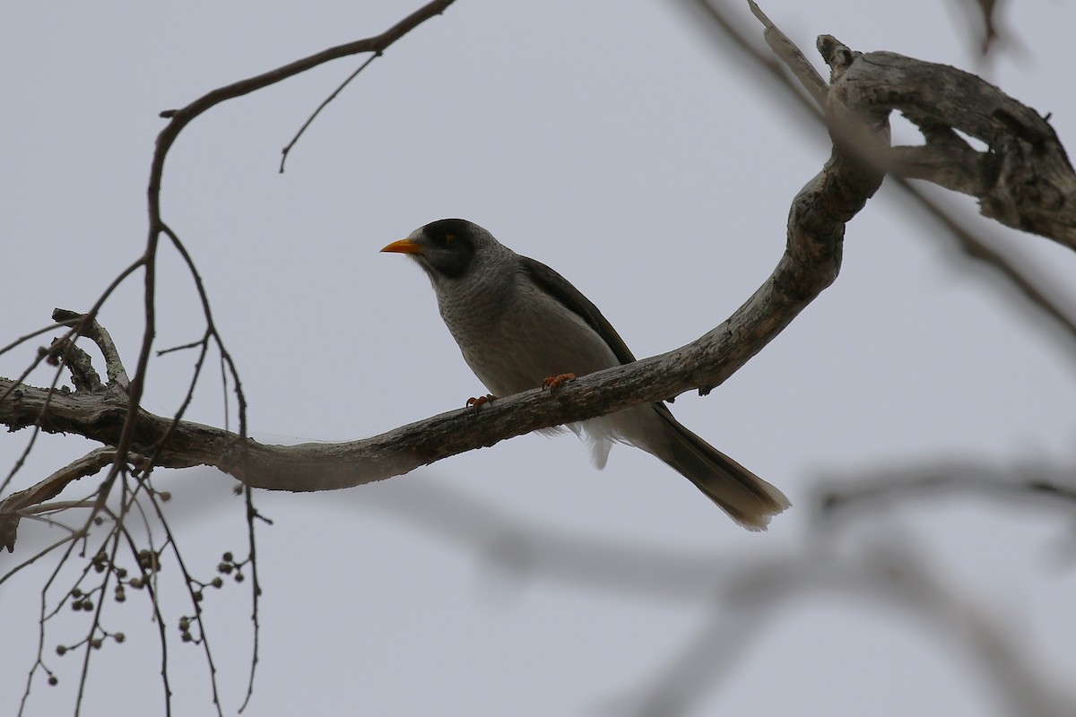 Noisy Miner - ML642740016
