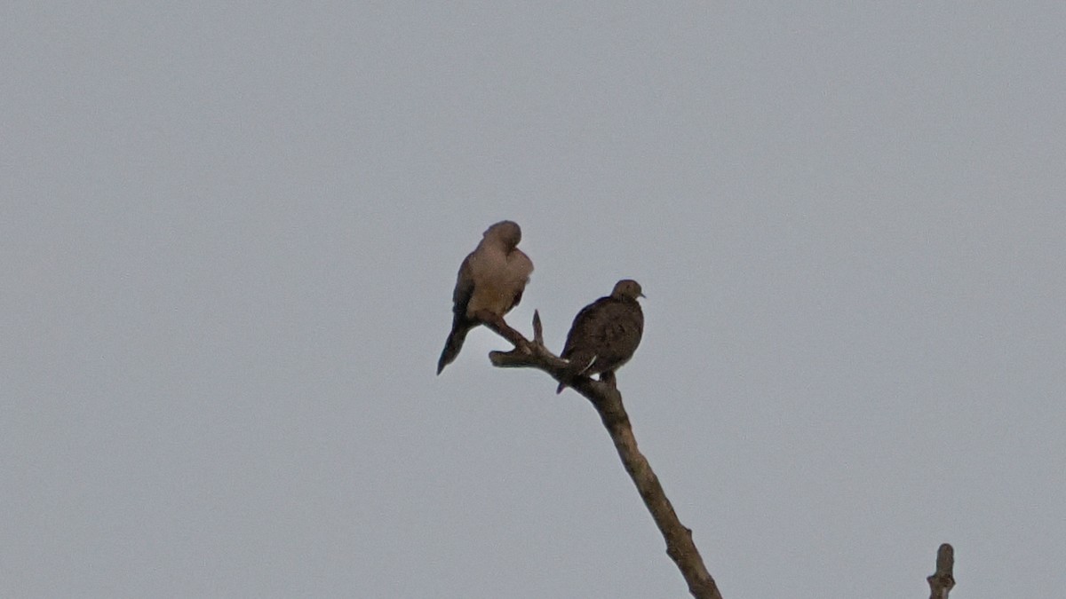 Mourning Dove - ML642740017