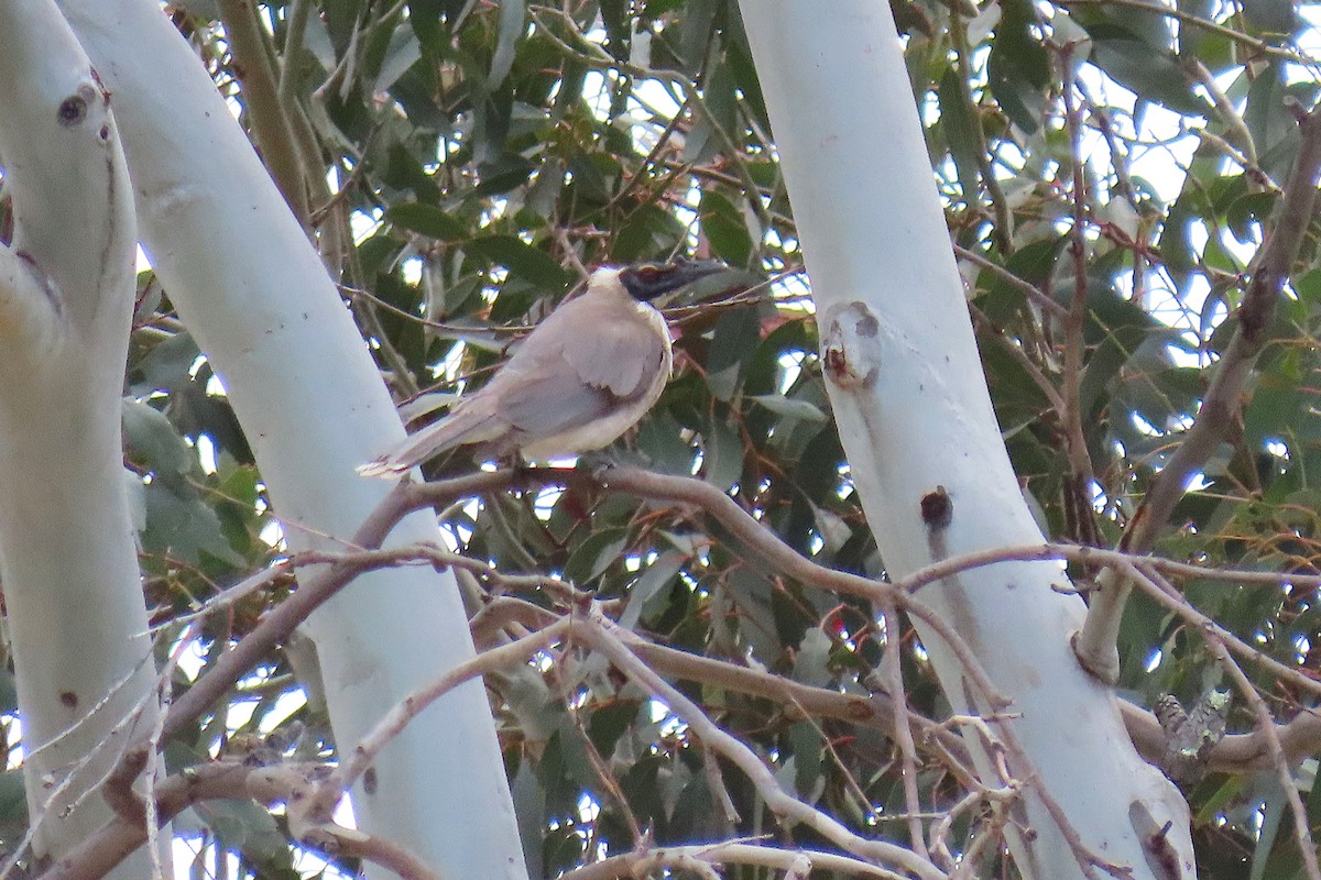 Noisy Friarbird - ML642740027