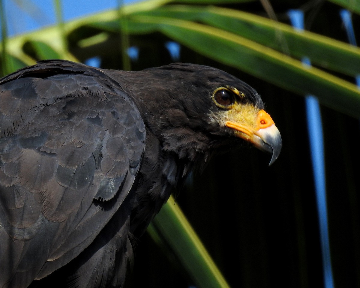 Common Black Hawk - ML642740031