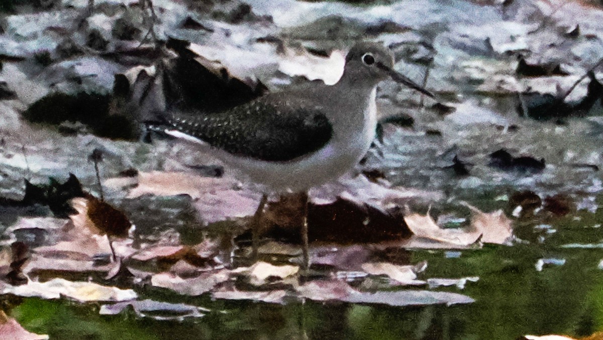 Solitary Sandpiper - ML642740032