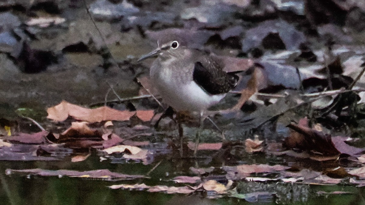 Solitary Sandpiper - ML642740033
