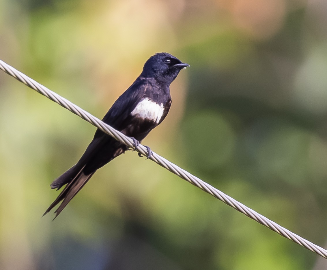 White-banded Swallow - ML642740035