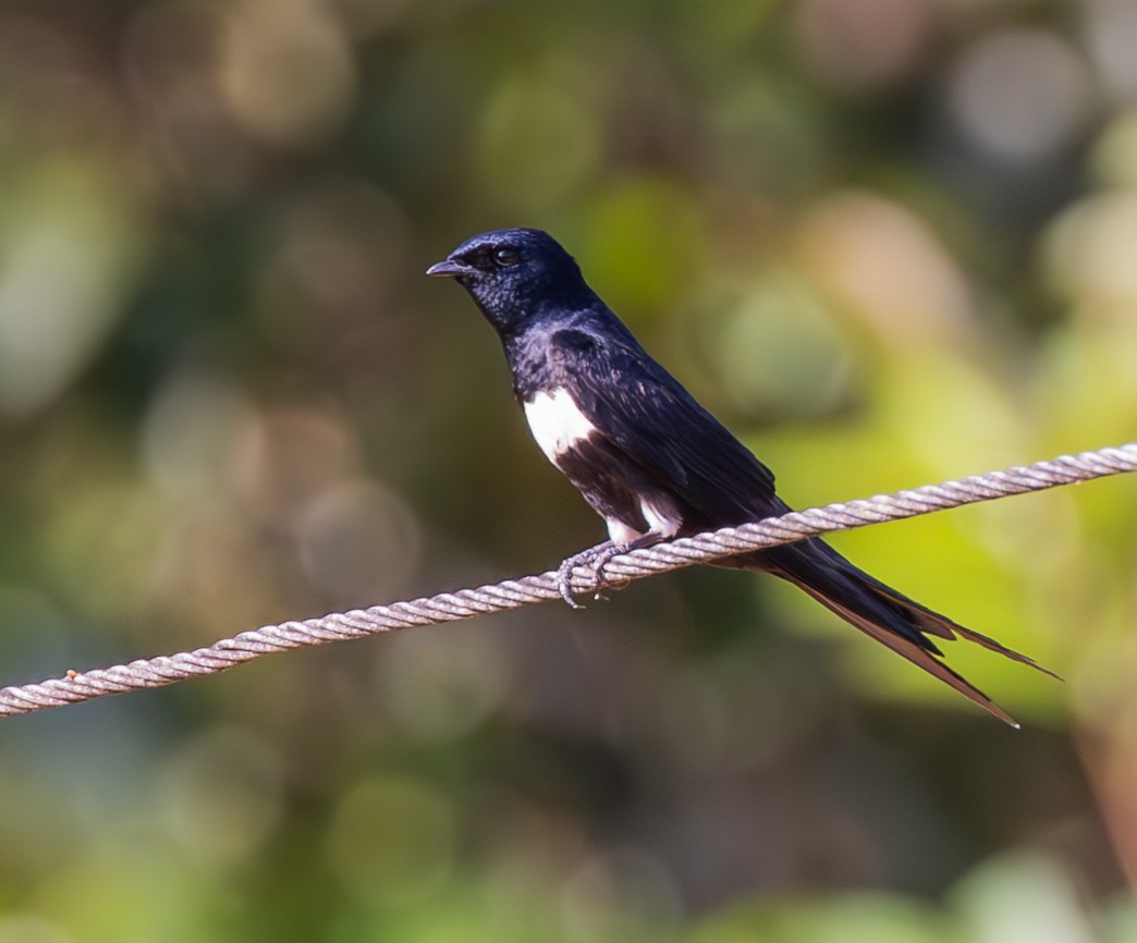 White-banded Swallow - ML642740036
