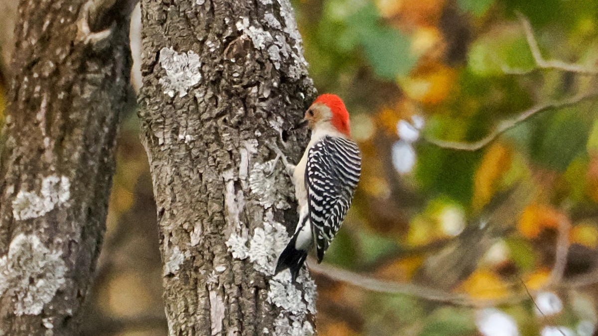 Red-bellied Woodpecker - ML642740043