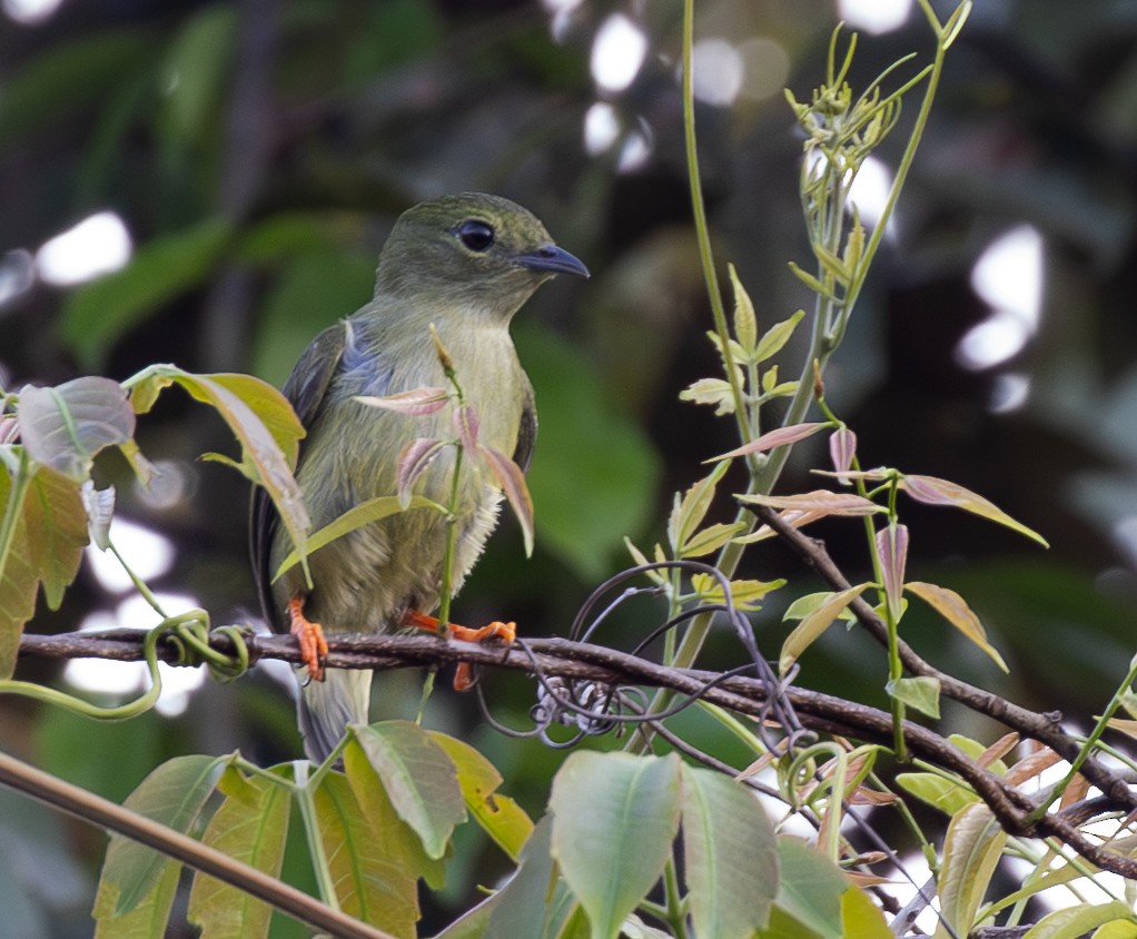 hvitskjeggmanakin - ML642740057