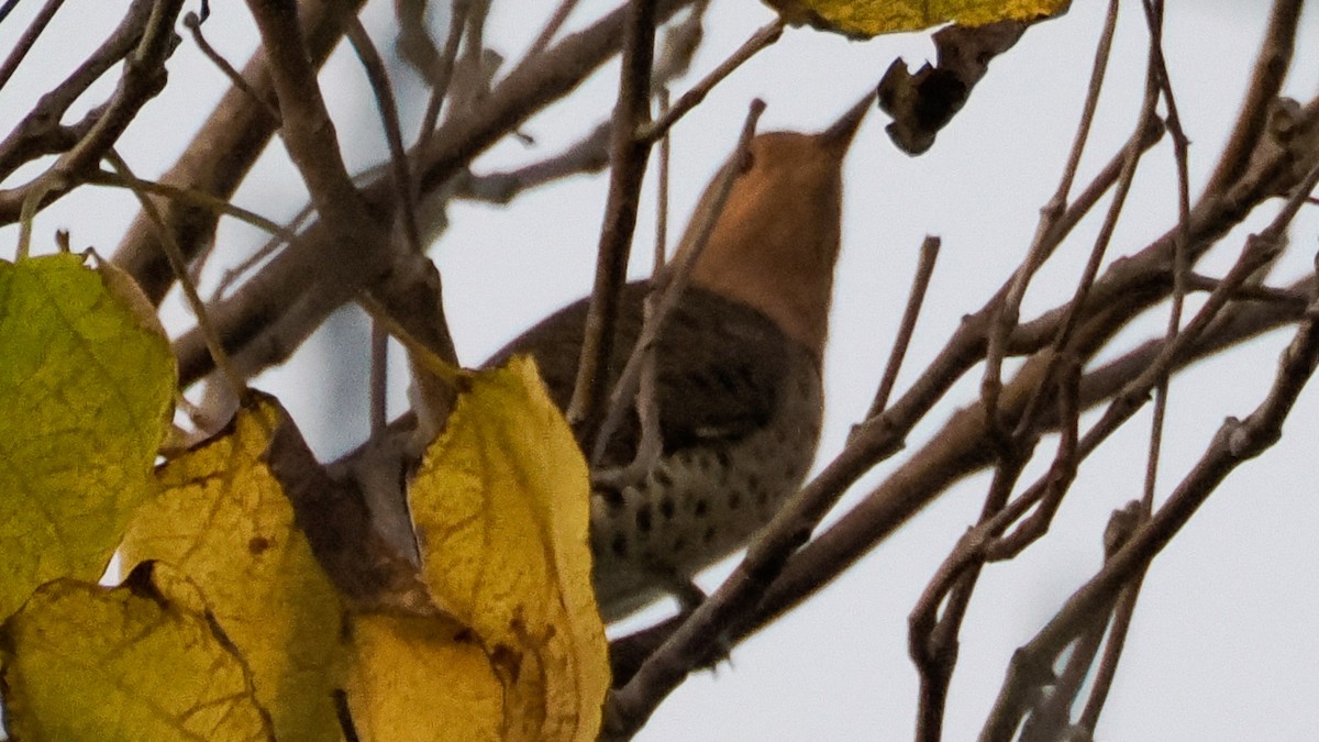 Northern Flicker - ML642740063