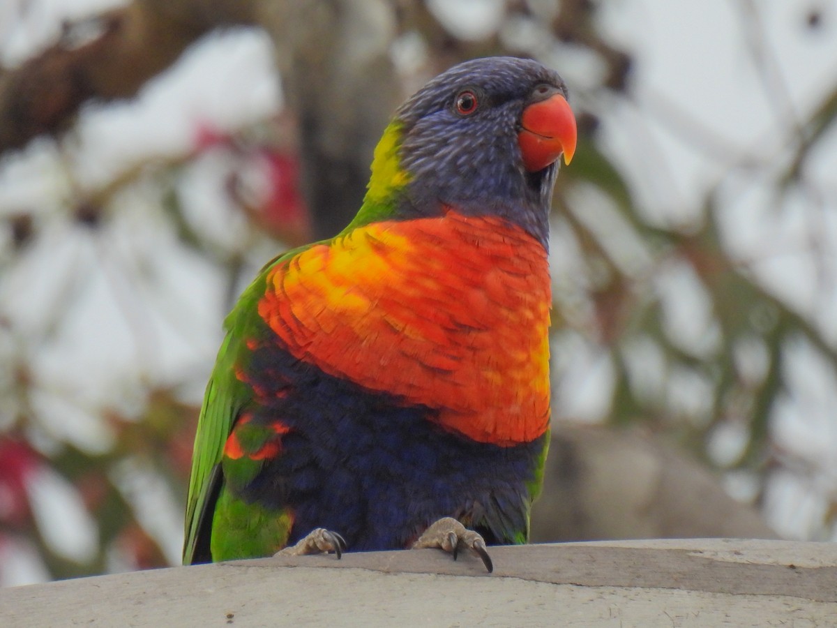 Rainbow Lorikeet - ML642740071