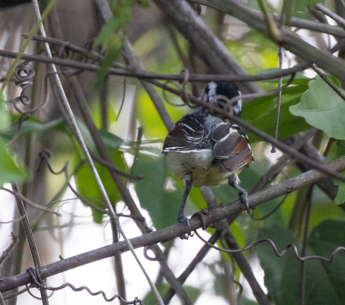 Rusty-winged Antwren - ML642740072