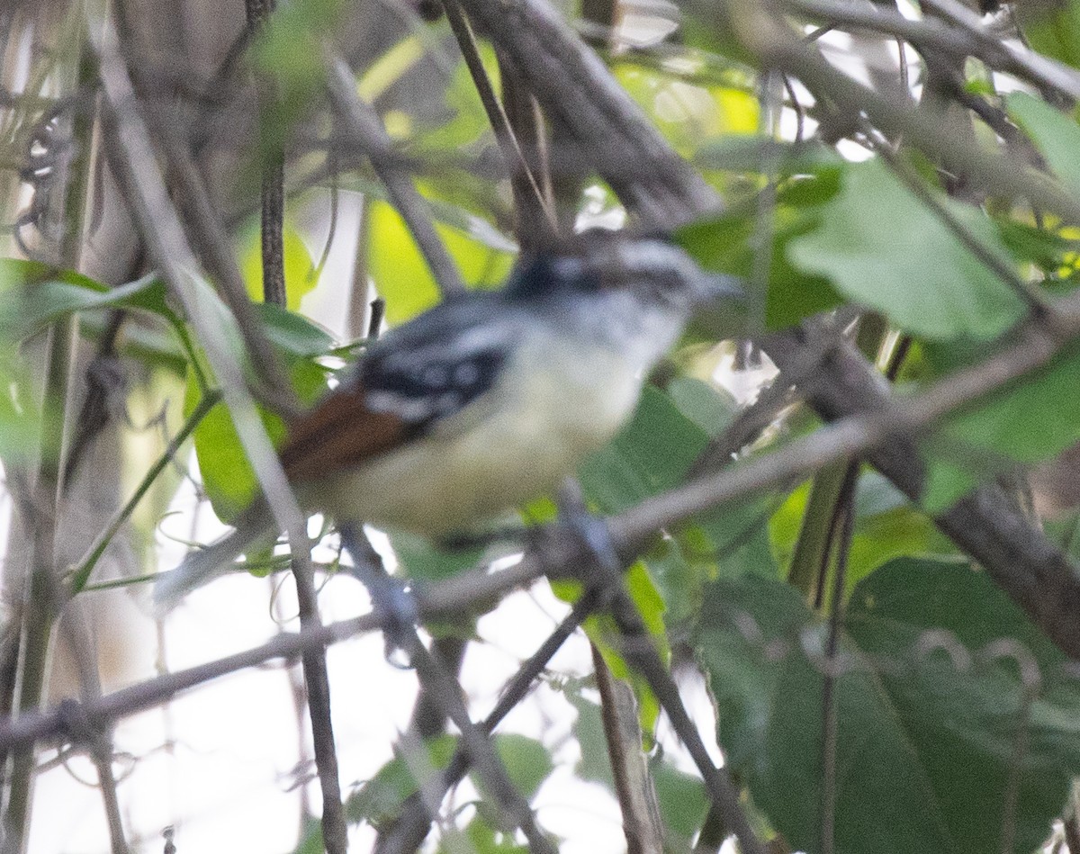 Rusty-winged Antwren - ML642740073