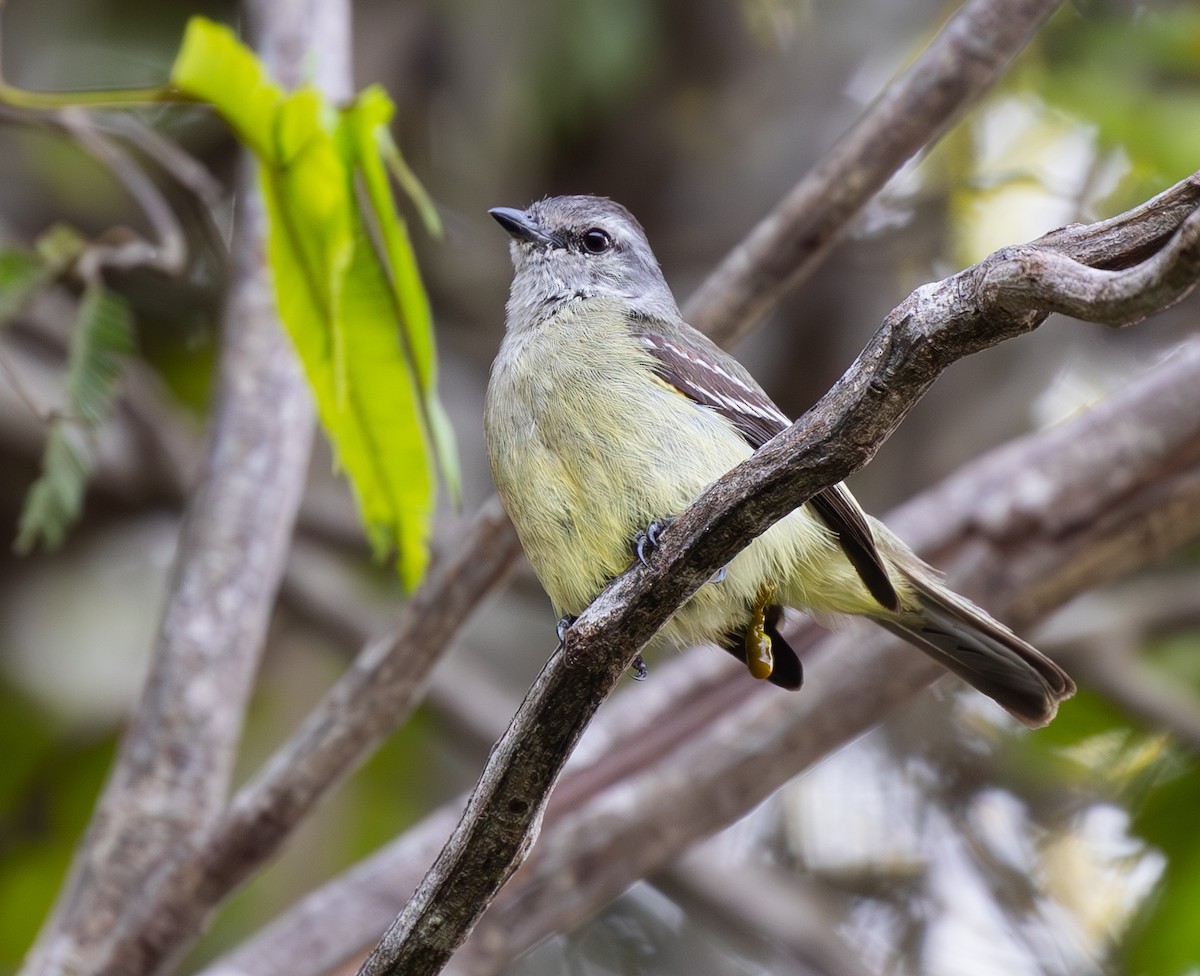 Yellow-crowned Tyrannulet - ML642740080