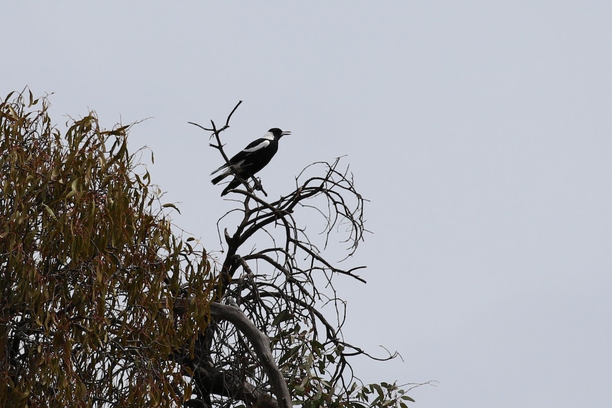 Australian Magpie - ML642740084
