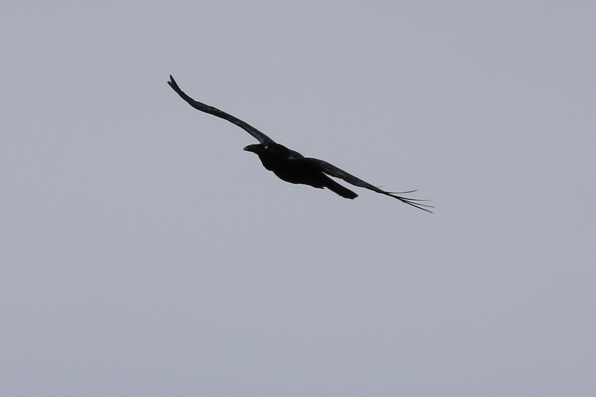 Australian Raven - ML642740096