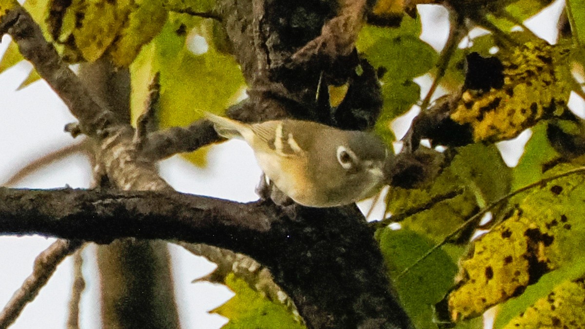 Blue-headed Vireo - ML642740099