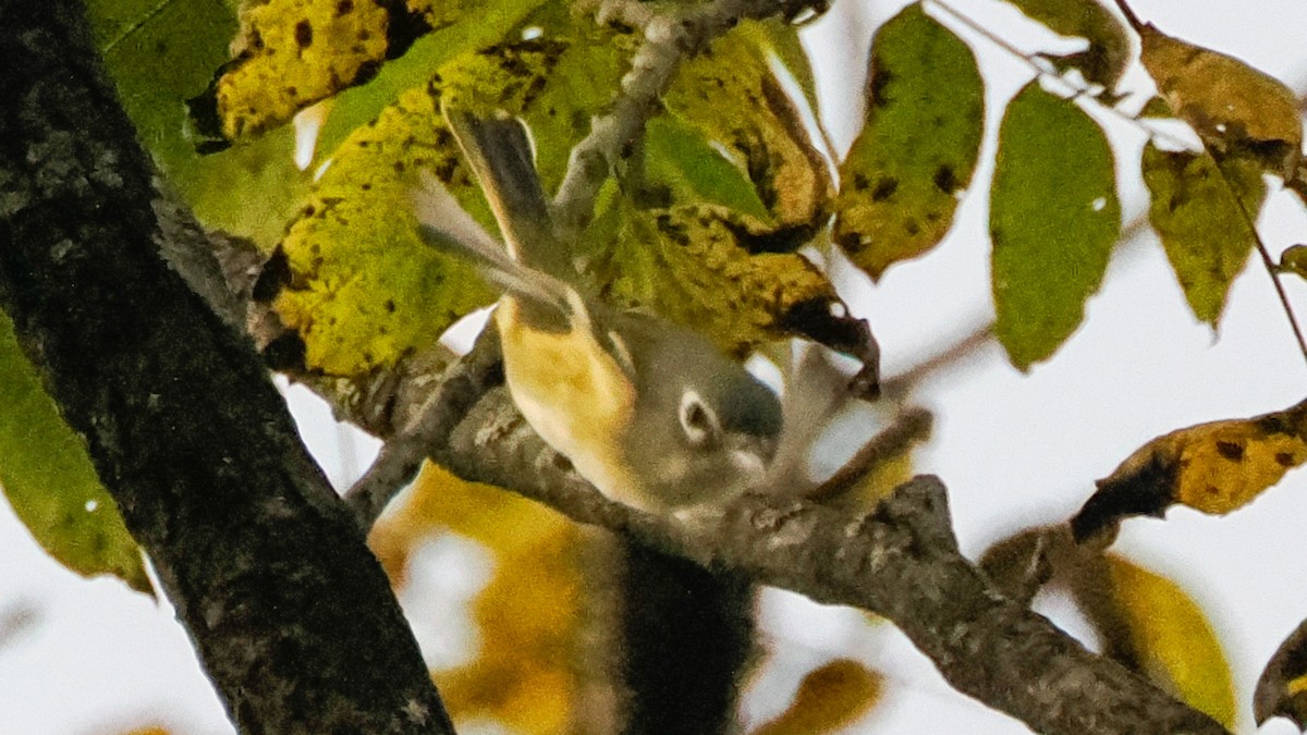 Blue-headed Vireo - ML642740100
