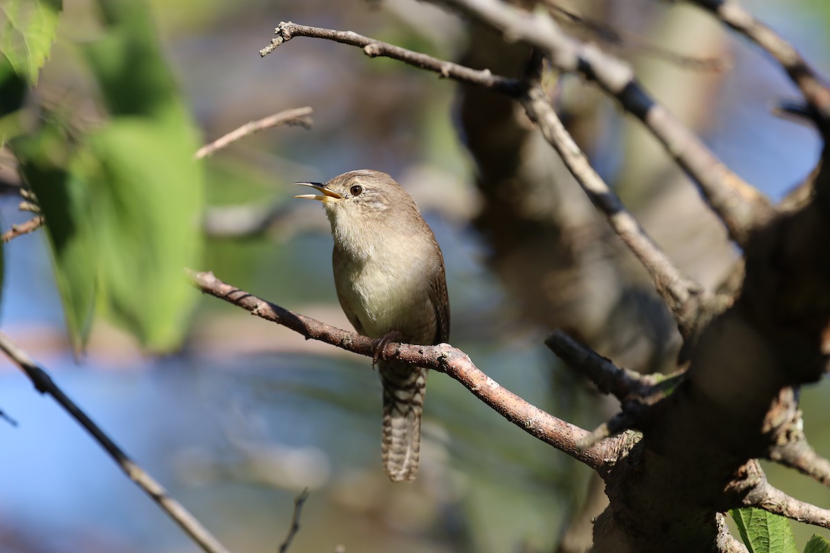 Northern House Wren - ML642740101