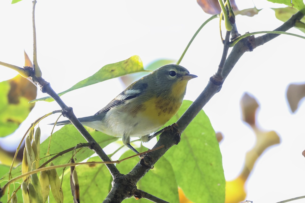 Northern Parula - ML642740102