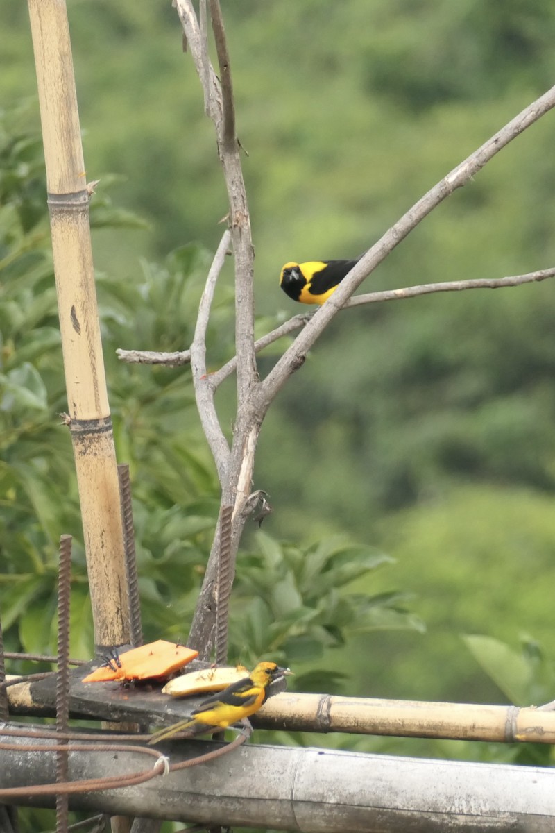 Yellow-backed Oriole - ML642740103