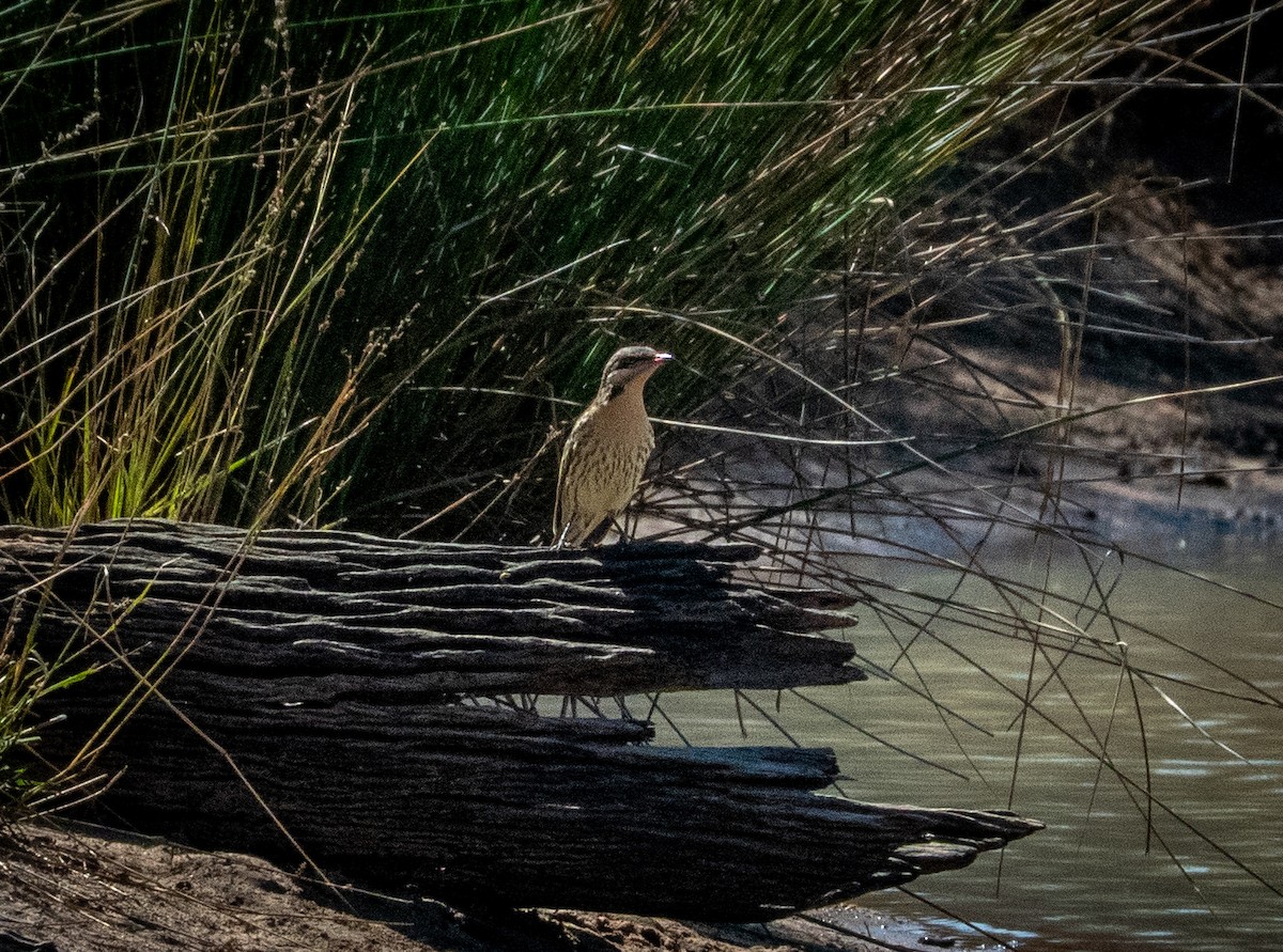 Spiny-cheeked Honeyeater - ML642740105