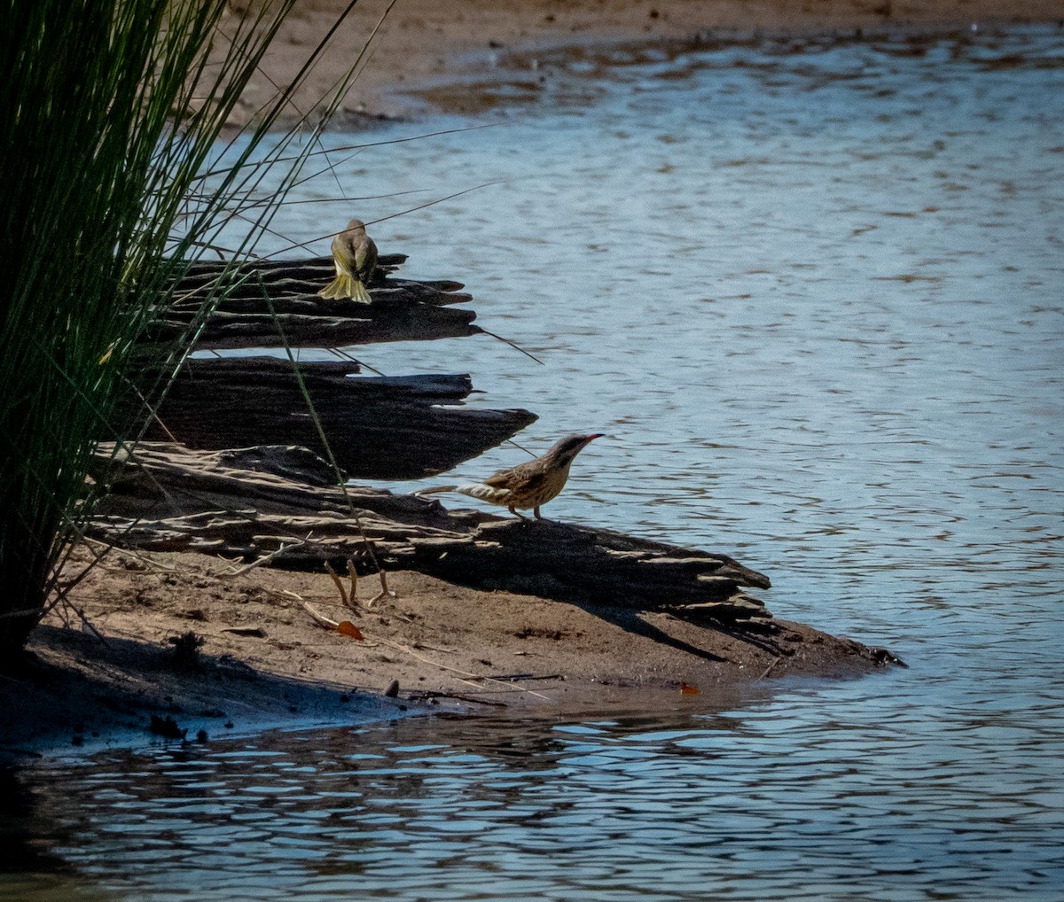 Spiny-cheeked Honeyeater - ML642740106