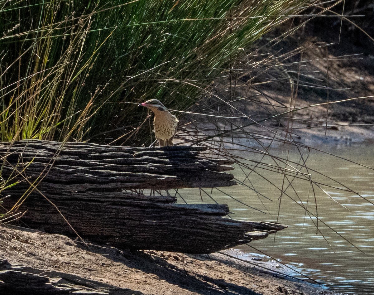 Spiny-cheeked Honeyeater - ML642740109