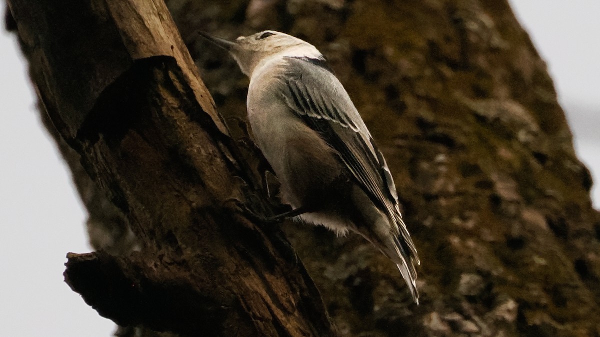 White-breasted Nuthatch - ML642740112