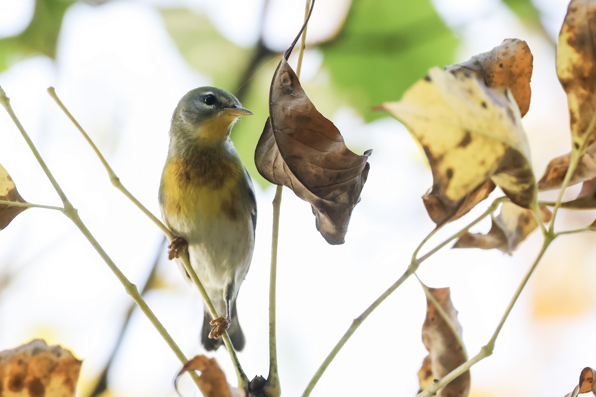 Northern Parula - ML642740113