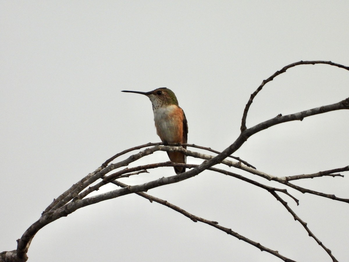 rødkolibri/chaparralkolibri - ML642740115